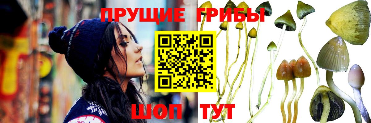 Казань  Галлюциногенные грибы Cubensis  Галлюциногенные грибы GOLDEN TEACHER  Вход с VPN 
